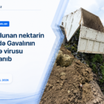 İdxal olunan nektarin tingində Gavalının cibcibə virusu aşkarlanıb