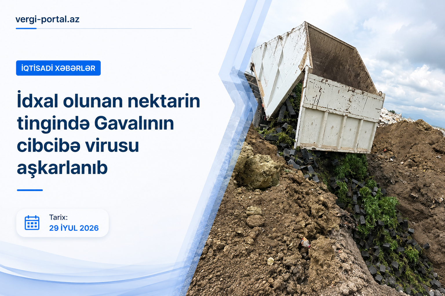 İdxal olunan nektarin tingində Gavalının cibcibə virusu aşkarlanıb
